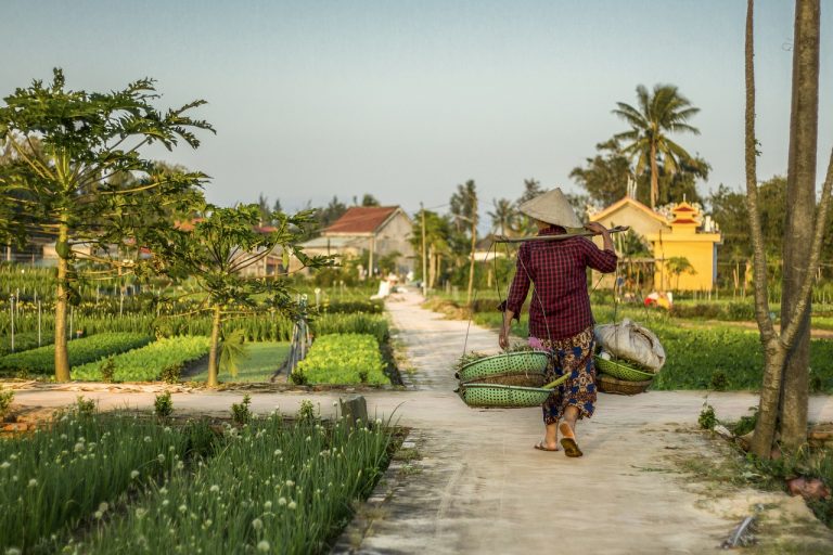 Pola uprawne w Wietnamie i rolnik